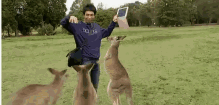 要知道,袋鼠虽然是草食动物,但