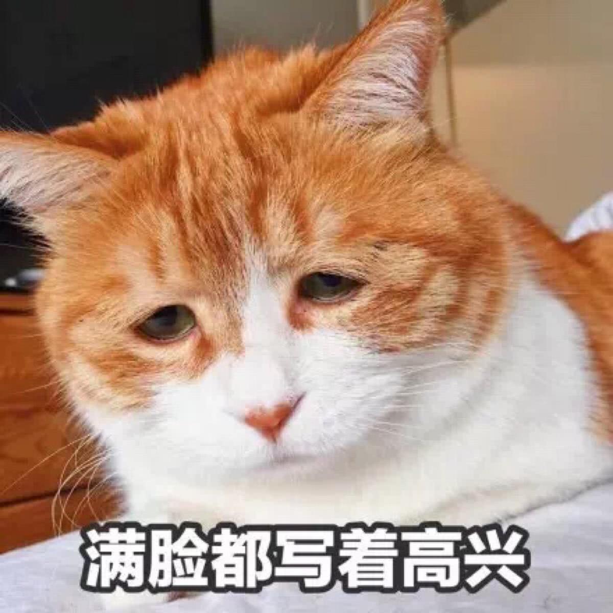猫咪出现 尿血 的几种情况 一定要引起重视哦 看点快报