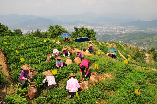 醉茶松香苑——安溪铁观音有机茶园的