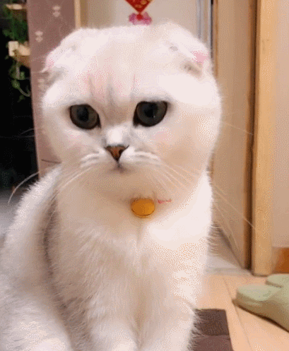 全网最呆萌的喵星人,看这俏皮的小模样,养过的都说太聪明了!