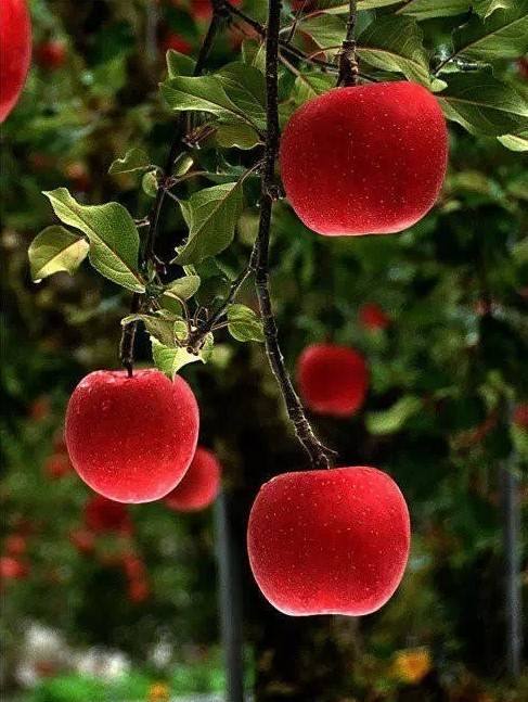 20171030150223_tcaywif8rd.png?v=1769802991289