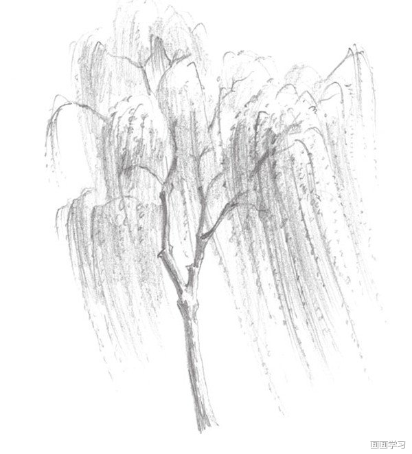 素描垂柳柳条 素描垂柳的绘画步骤二 3,用坚硬的铅笔画出柳树的底部