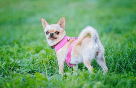 低血糖症是玩具犬品种中的一个常见问题 看点快报