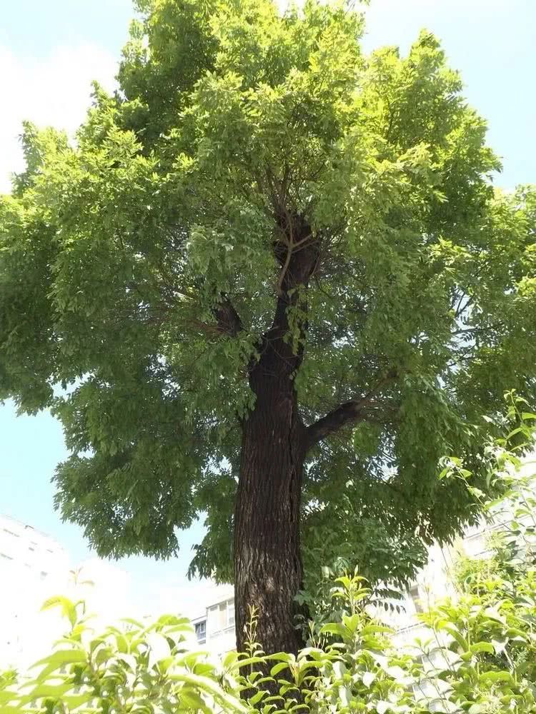洋槐树,槐花,叶子