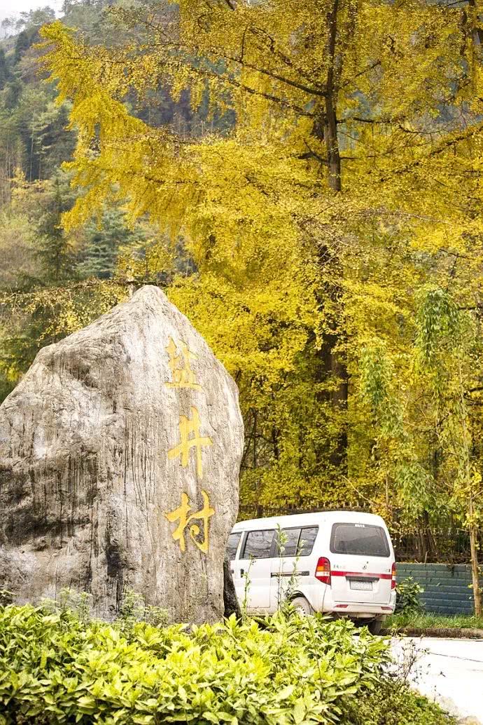 邂逅深山之中的原始美景 这处名叫中国银杏沟的美景,藏在绵竹市清平的