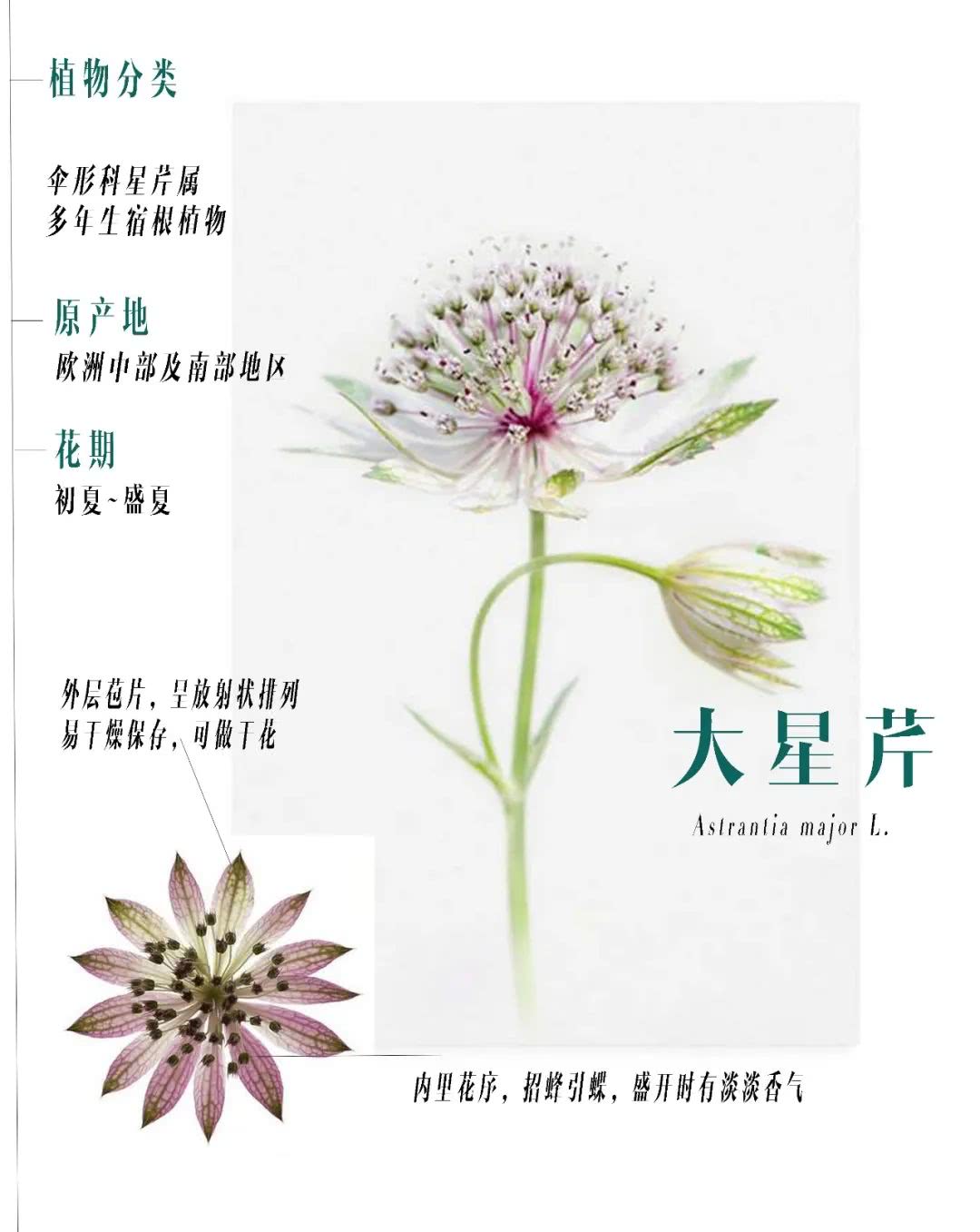 初夏专属满天星 花开如莲 英国皇室婚礼用花 原来这么好养 看点快报