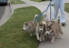 当你领着狗出门的时候,你确定是你在遛它吗?