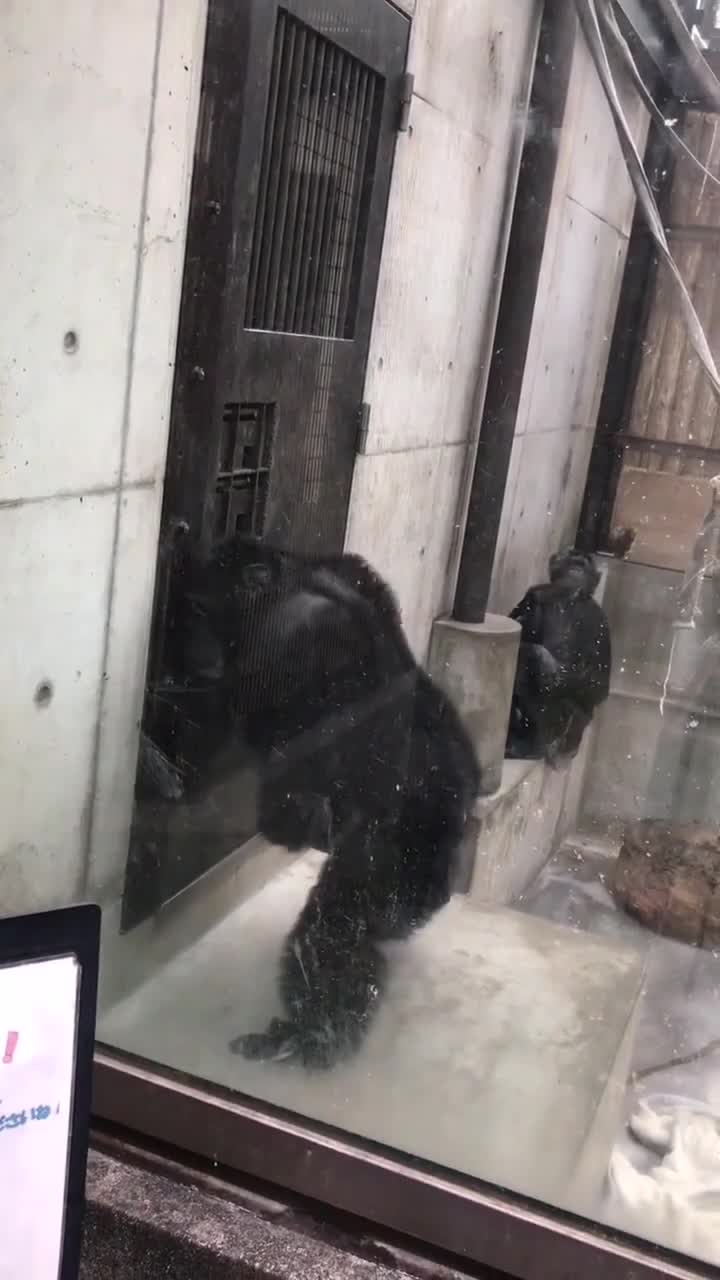 0?fmt=jpg&size=55&h=1280&w=720&ppv=1