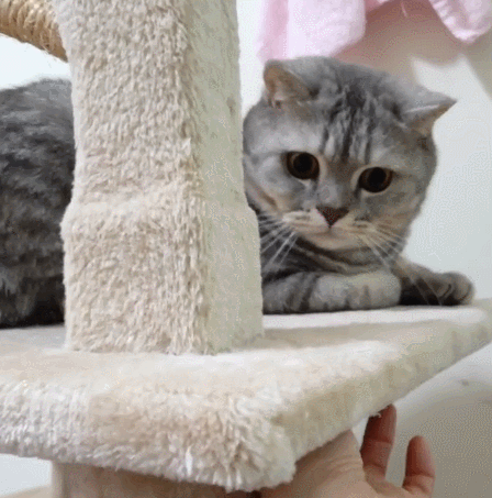 调皮可爱的小萌猫,实在憨态可掬了,简直是惹人喜爱!