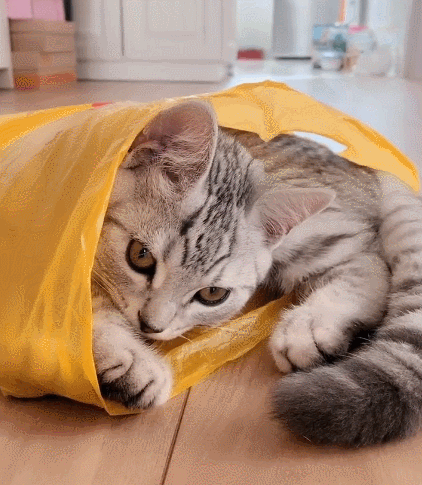 天真烂漫的小花猫,看这小容貌,真是无敌小可爱!