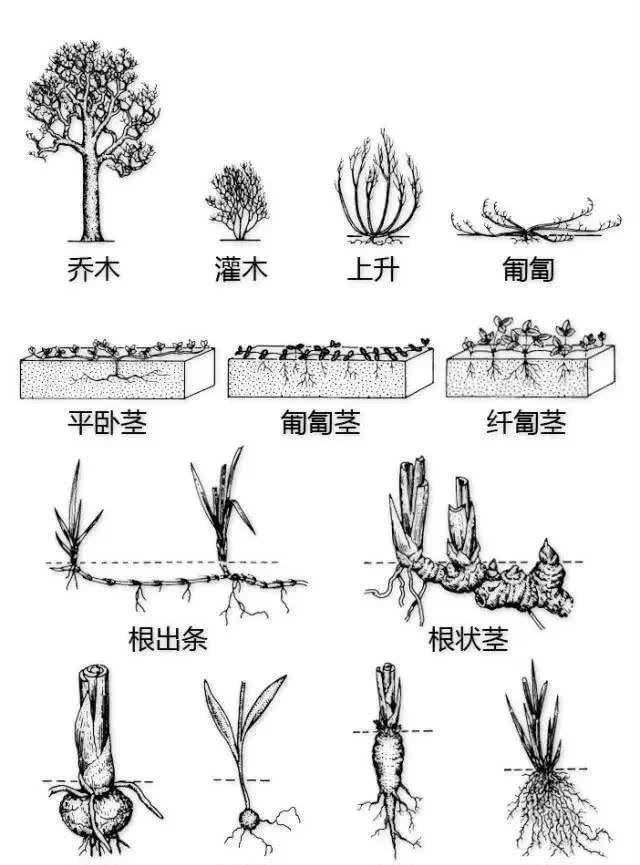 最详细植物识别法 看点快报