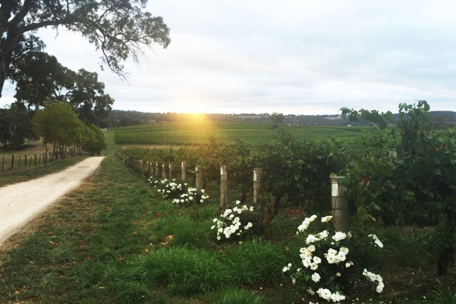 葡萄酒大师出品的高端旗舰老藤西拉干红，限售 <wbr>23 <wbr>瓶