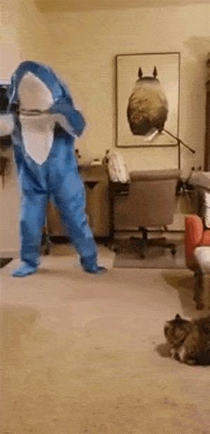 猫:世上有70亿人,我怎么就摊上了这傻子?