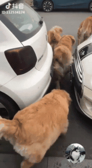 你养了狗后,会每天带它出去遛弯吗?