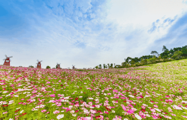 格桑花,乌金山,乌金山国家森林公园,高原