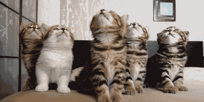 猫咪喜欢乱尿怎么办?铲屎官必须注意的小细节!