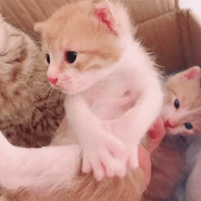 小猫,猫咪,母爱