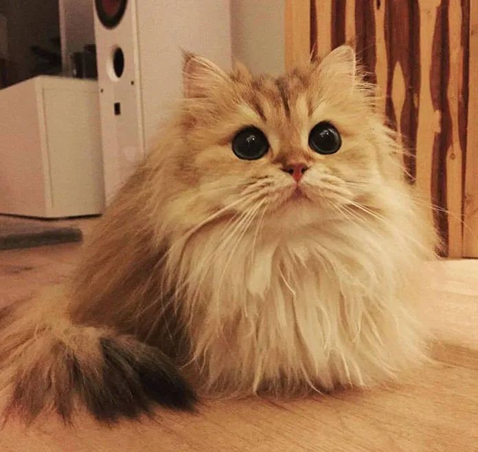英短,长毛猫,英国短毛猫,英短蓝猫,猫咪,波斯猫