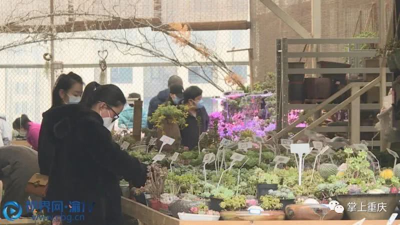 春暖花开主城最大花卉市场恢复营业 看点快报