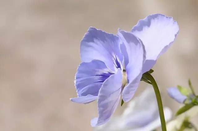 微信精选句子：诗人顾城的21条经典句子(图3)