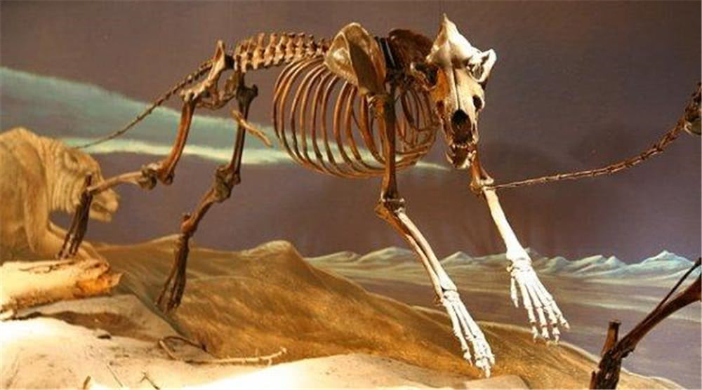 美洲曾有一种恐狼 敢从美洲狮嘴中夺食 食物短缺连同类也不放过 看点快报