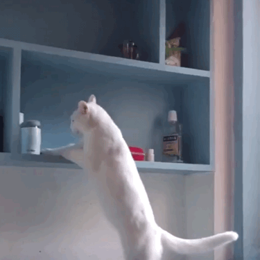 猫咪:在朕的地盘里,万物皆可扒拉!