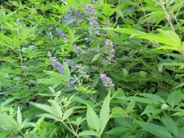 接骨草