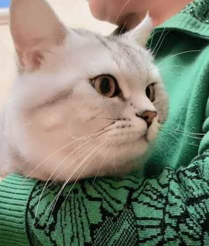 人见人爱的喵星人,看这小容貌,真是一只可爱的小猫咪!