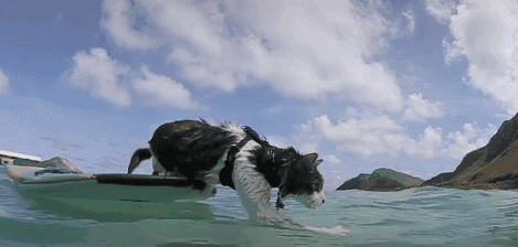 女子领养了一只虎斑猫,无意中发现它竟是游泳健将,网友:真羡慕