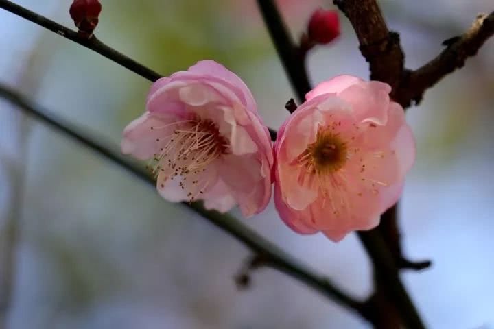 未来三个月 萧山将美成这样 这份寻梅地图提前收藏 看点快报