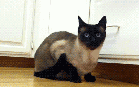 壁纸 动物 猫 猫咪 小猫 桌面 450_281 gif 动态图 动图