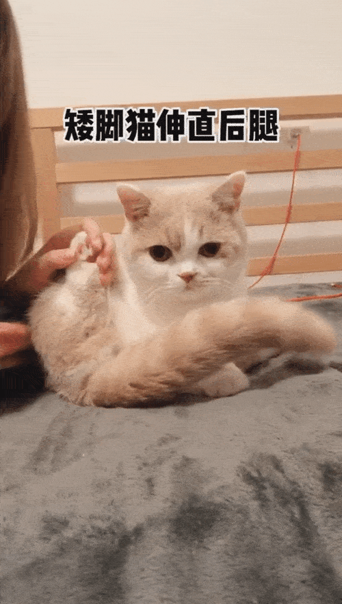铲屎官,猫咪,小猫咪,底盘