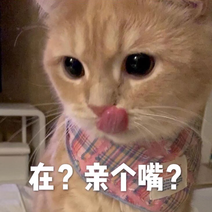 猫咪表情包|在?亲个嘴?