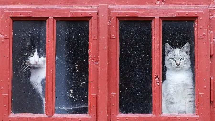 禁食猫狗 是伪善吗 看点快报