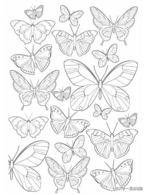 每天学一幅简笔画-各种各样美丽的蝴蝶简笔画图片大全