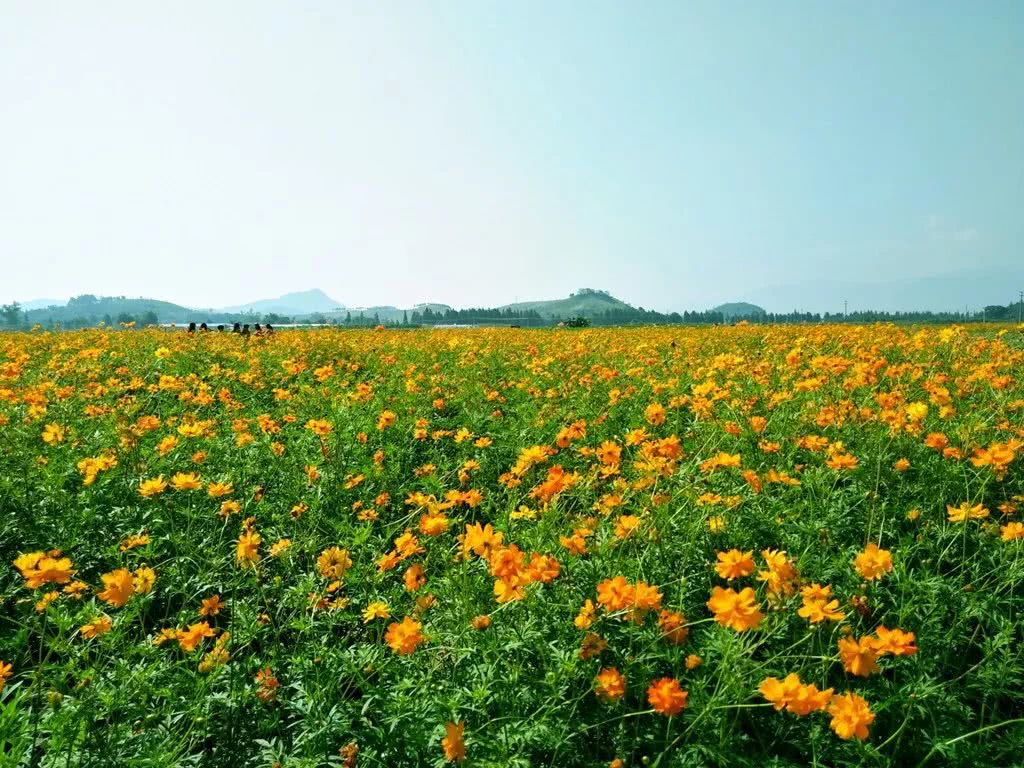 百年矿山的绿色涅槃(图4) 广西来宾合山新闻_百合山公园的作文_广西合山矿山公园