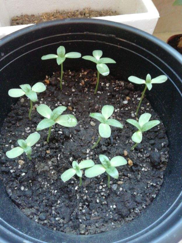 爱吃瓜子的花友 现在一定记得种棵向日葵 选品种是重点 看点快报