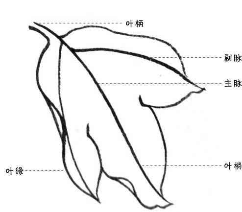 叶子 单片叶子:牡丹的叶片发自花的周围,为互生,复叶羽状.
