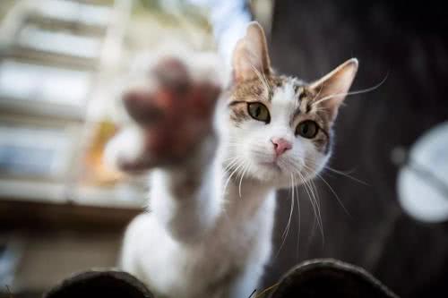 不怕猫的老鼠 长了一个特殊的器官 它们才敢这么嚣张 看点快报