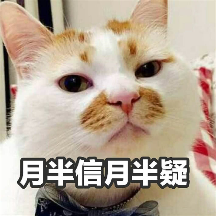 可爱萌宠猫咪搞笑表情包:你打吧,不要因为我是可爱猪猫就可怜我