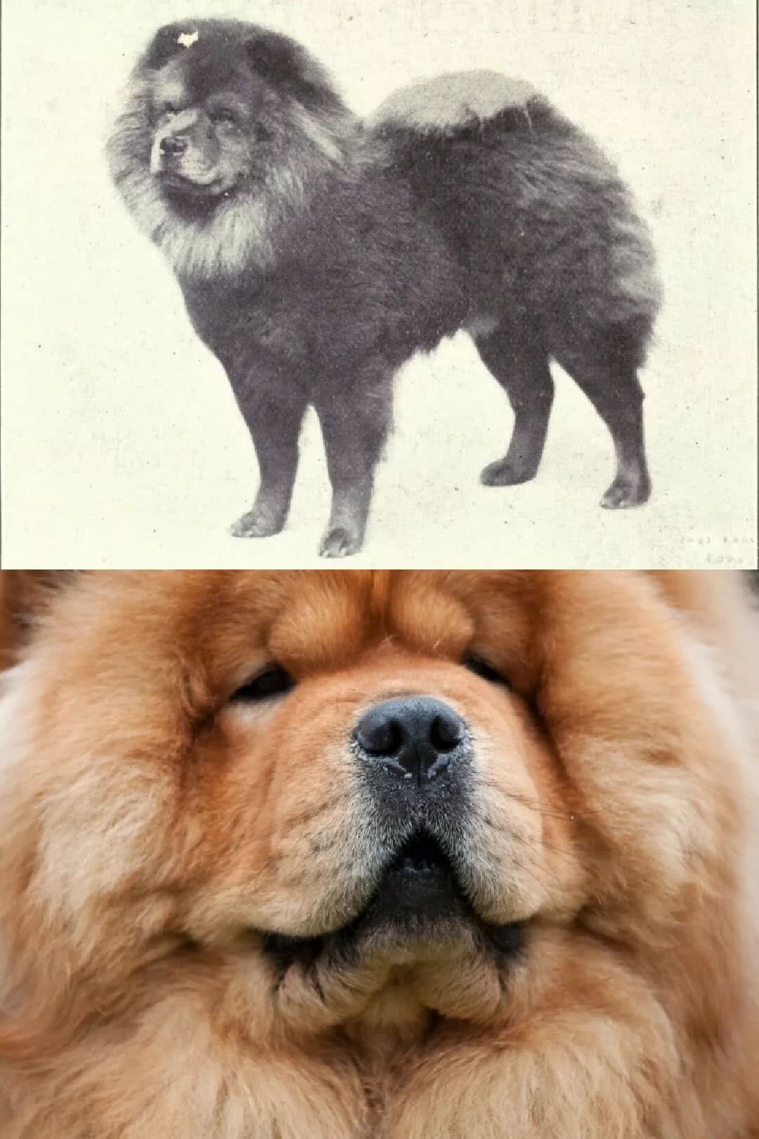 狗狗百年沧桑巨变 看点快报