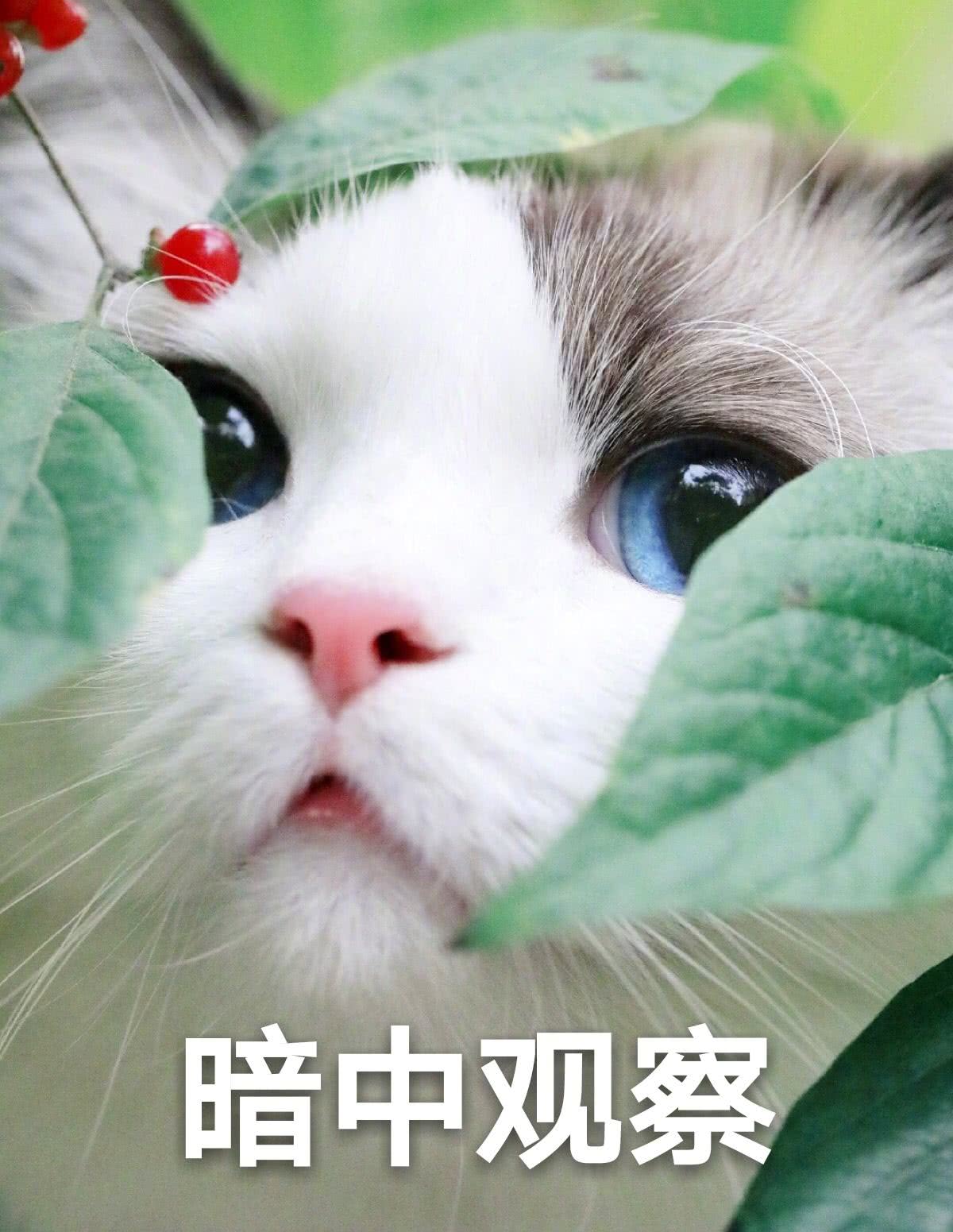呆萌猫咪 搞笑表情包!