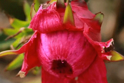 贵港这里200多亩红心火龙果熟了,约起!