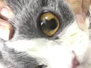 辟谣 猫咪也会有葡萄膜炎 又如何诊断与治疗 一文全部告诉你 看点快报