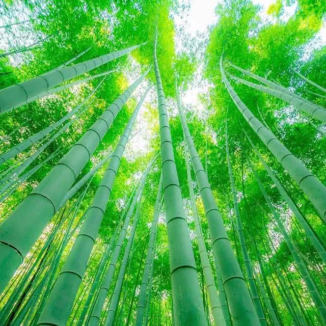适合做微信头像的风景图片