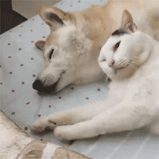 猫咪正在吃饭,突然跑来一只仓鼠,跟它抢饭吃,猫咪一脸