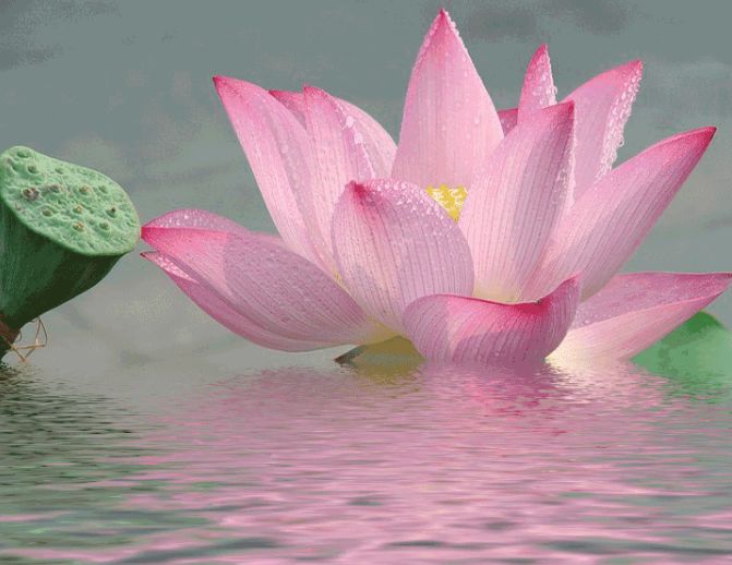 心理学:凭直觉,哪一朵莲花最美?测你今生欠下什么债