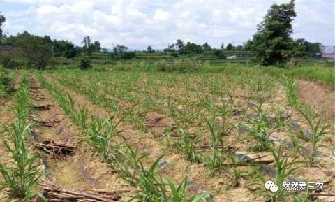 常见的薏米如何高产栽培呢注意这五点 有效提高薏米产量 看点快报