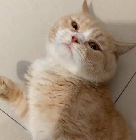 喵星人,萌宠,生活趣事,二货