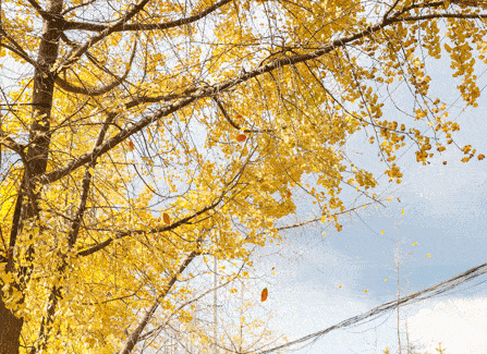 3600棵银杏绵延13公里,长沙芙蓉路原来是这样变成金色